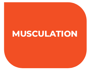 musculation