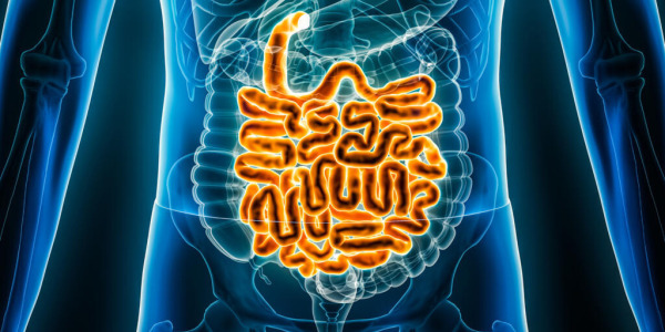 Santé intestinale et microbiote : pourquoi tout le monde en parle en 2026 ?